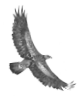 intro_about_eagle01